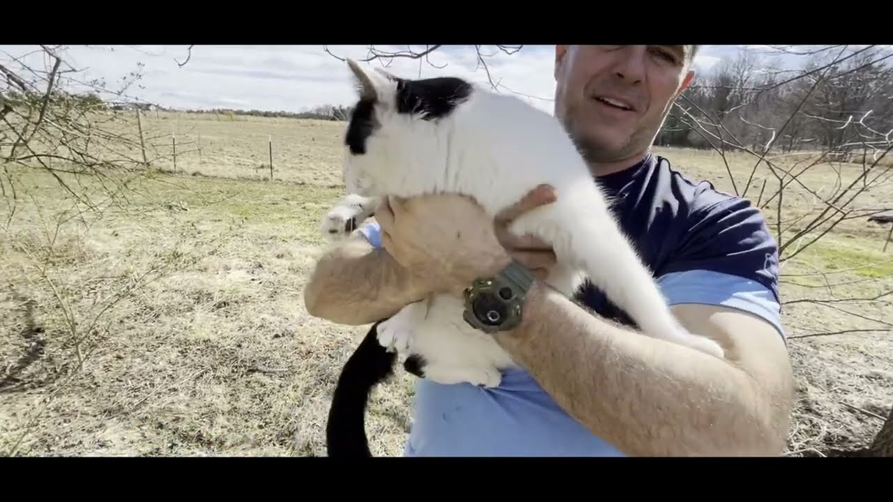 Are Cane Corsos Good With Cats?