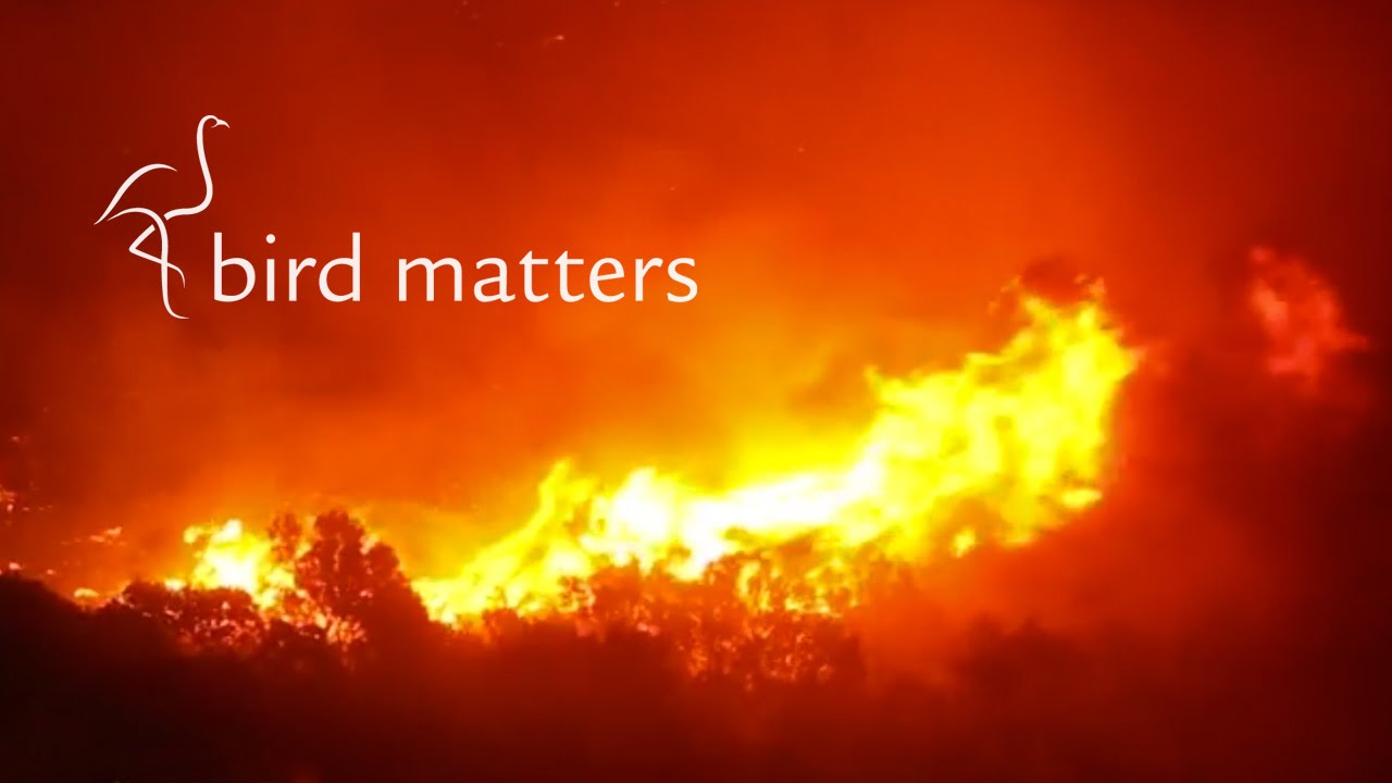 Fire in the Fynbos: Bird Matters