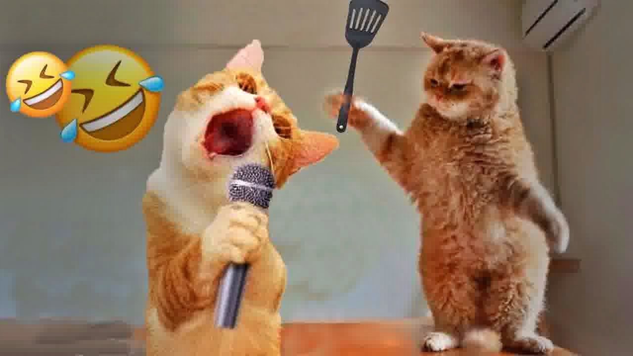 You Laugh You Lose😍Funniest Dogs and Cats 2025😻🐶
