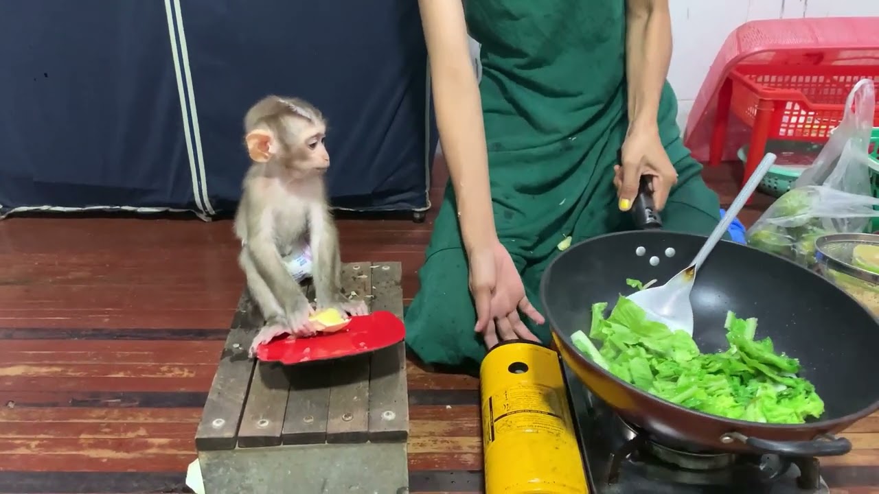 The adorable baby monkey Rojo is waiting for his mother to cook for him eat