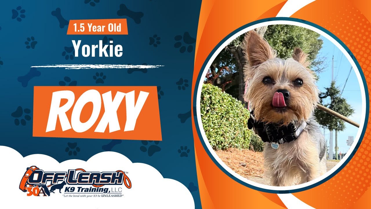 1 1/2 Year Old Yorkie-Roxy-Best Dog Trainers Florida-Community K9