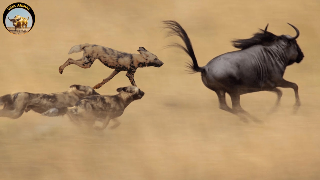 Sahara Salvaje – La Lucha por la Supervivencia Bajo el Sol Abrasador |  Documental De Vida Salvaje