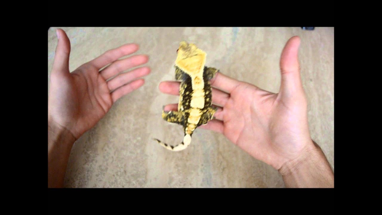 Handling Crested Geckos