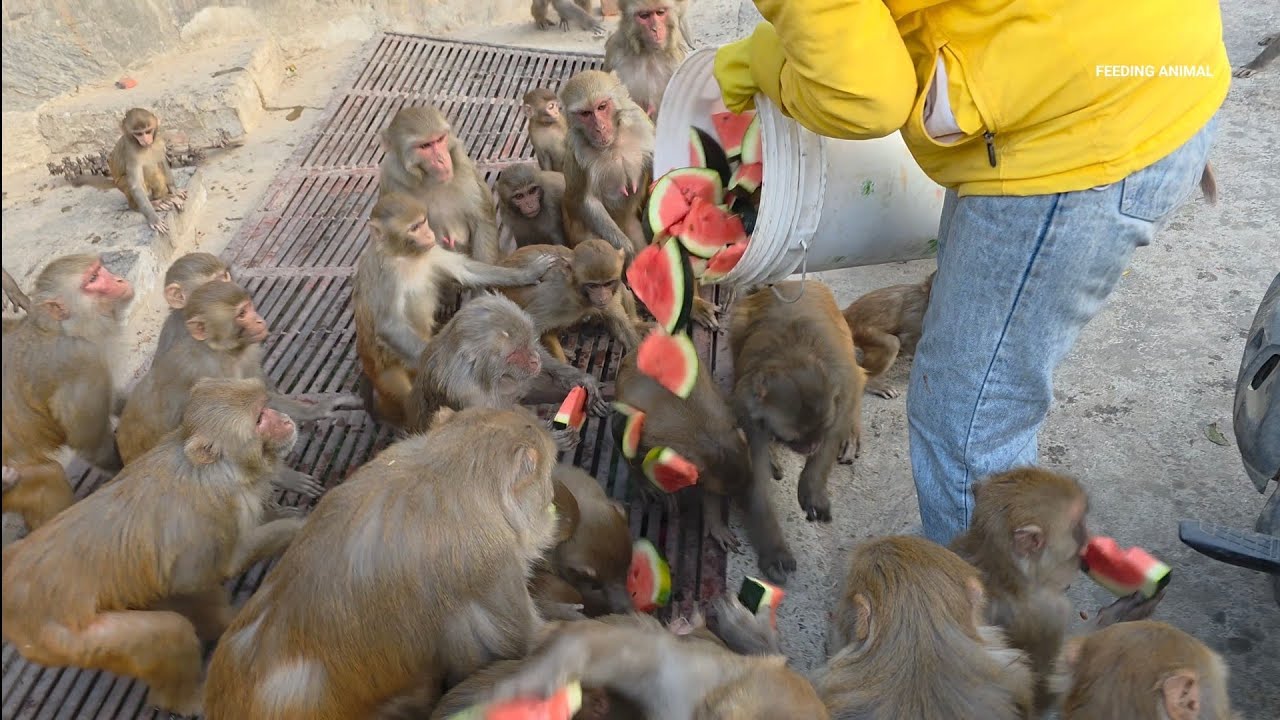 Watch How This Monkey Loves Watermelon & Papaya