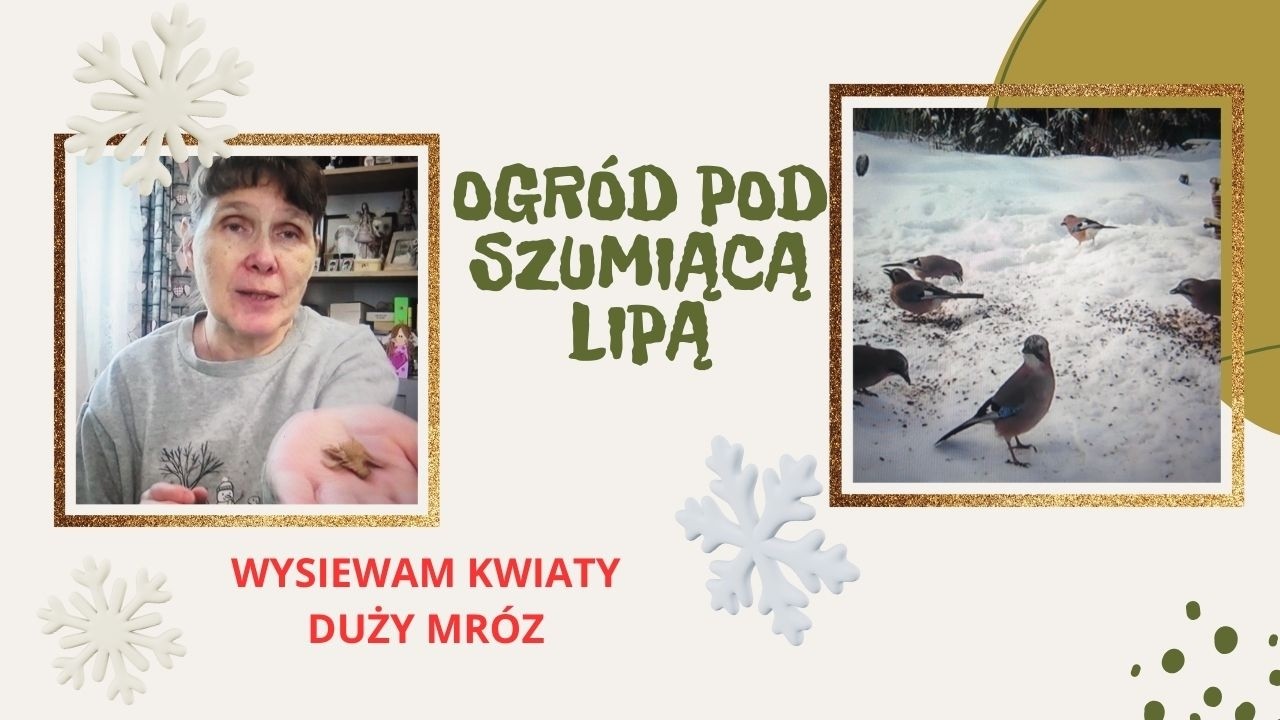 Wysiewam kwiaty , znowu mróz.