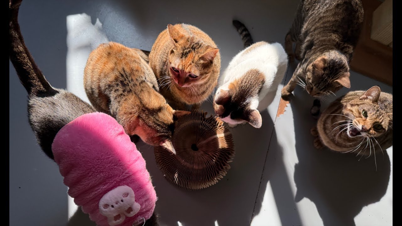“西樹 Xishu&Cats”正在直播！