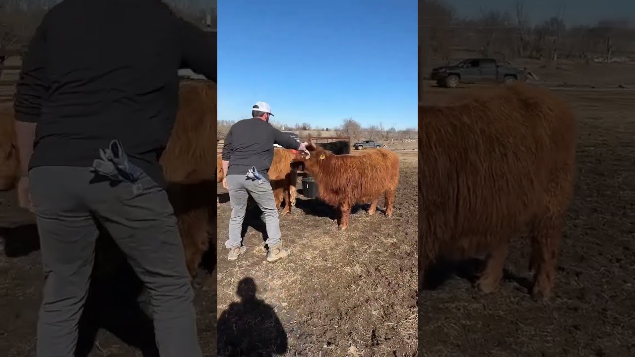 Heifer Ain't Playing!