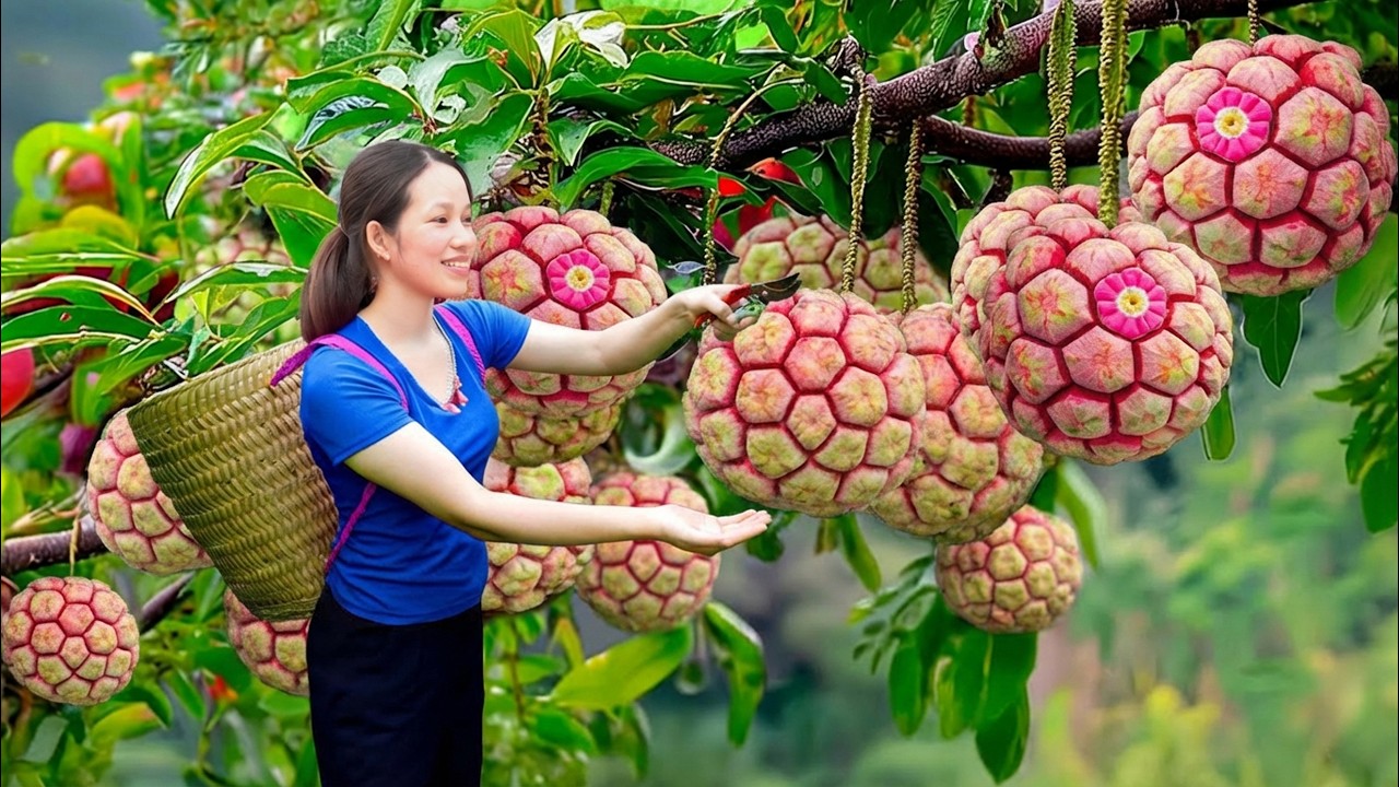 Harvesting Rare Queen Custard Apples | Large, Ripe Fruits Ready for Lavish Feasts