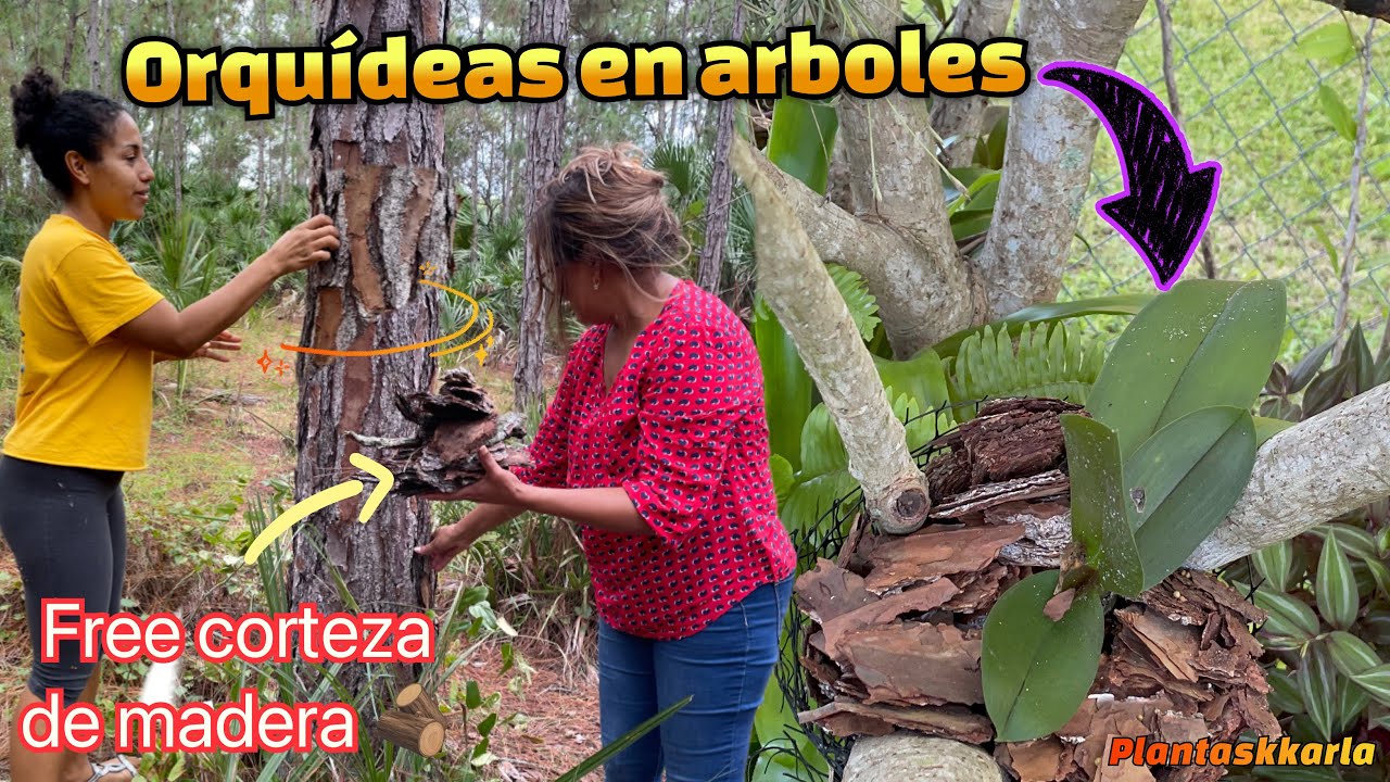 Como pegar una orquidea  a un Tronco o Árbol @GladysCasayJardin  nos enseña El Paso a paso