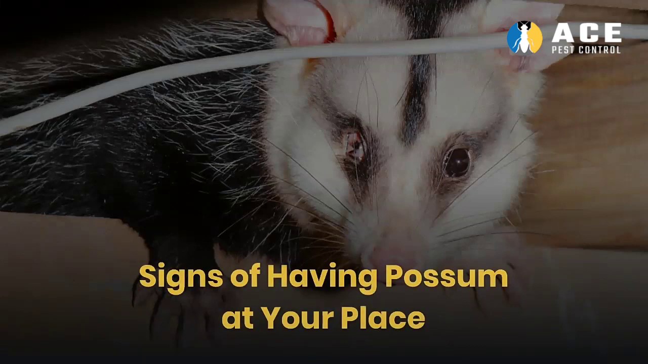 How to Get Rid of Possum? | DIY Tips to Remove Possums | Ace Pest Control