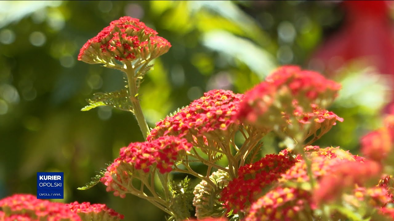 Otmuchów po znów będzie polską stolicą kwiatów. Kultowe wydarzenie powraca po raz 52.