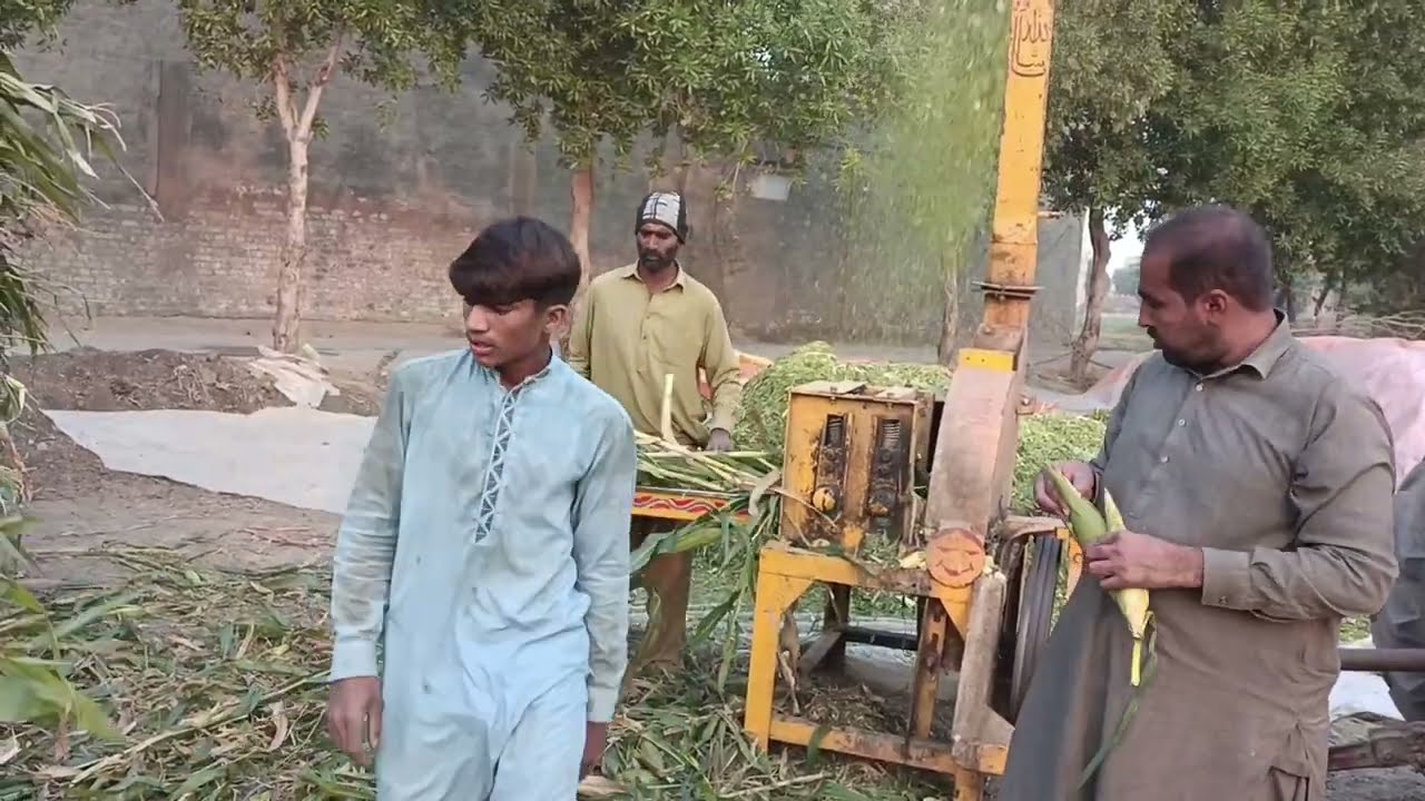 Chaff cutter machine (silage machine) working video 
