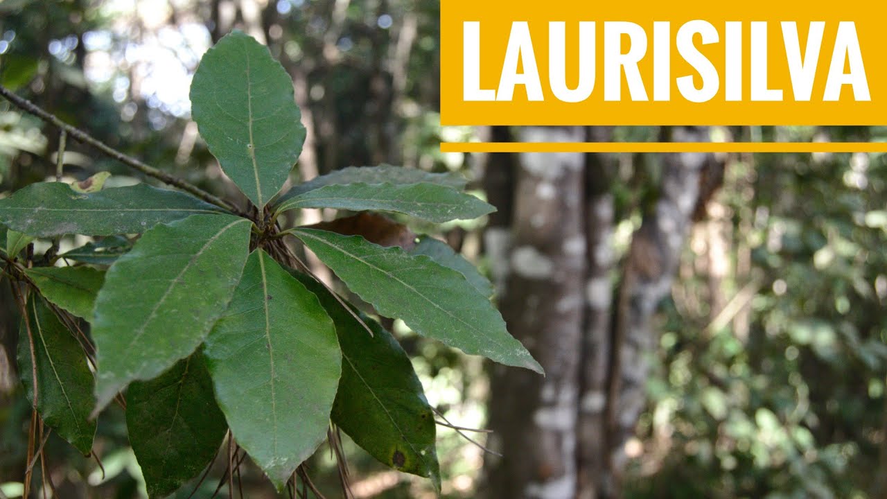 🌿LAURISILVA canaria. Una SELVA en Europa.🌱