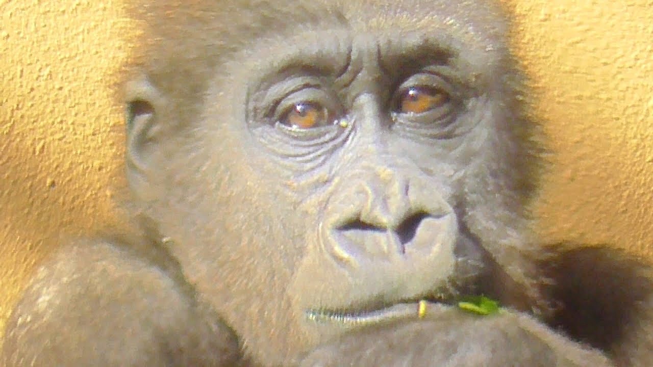 落ち込むキンタロウ、ママの強烈な顔面パンチをくらって倒れる！暴れてゲンキの頭をボコボコと叩いたら叱られたチビニシゴリラ♪【京都市動物園】