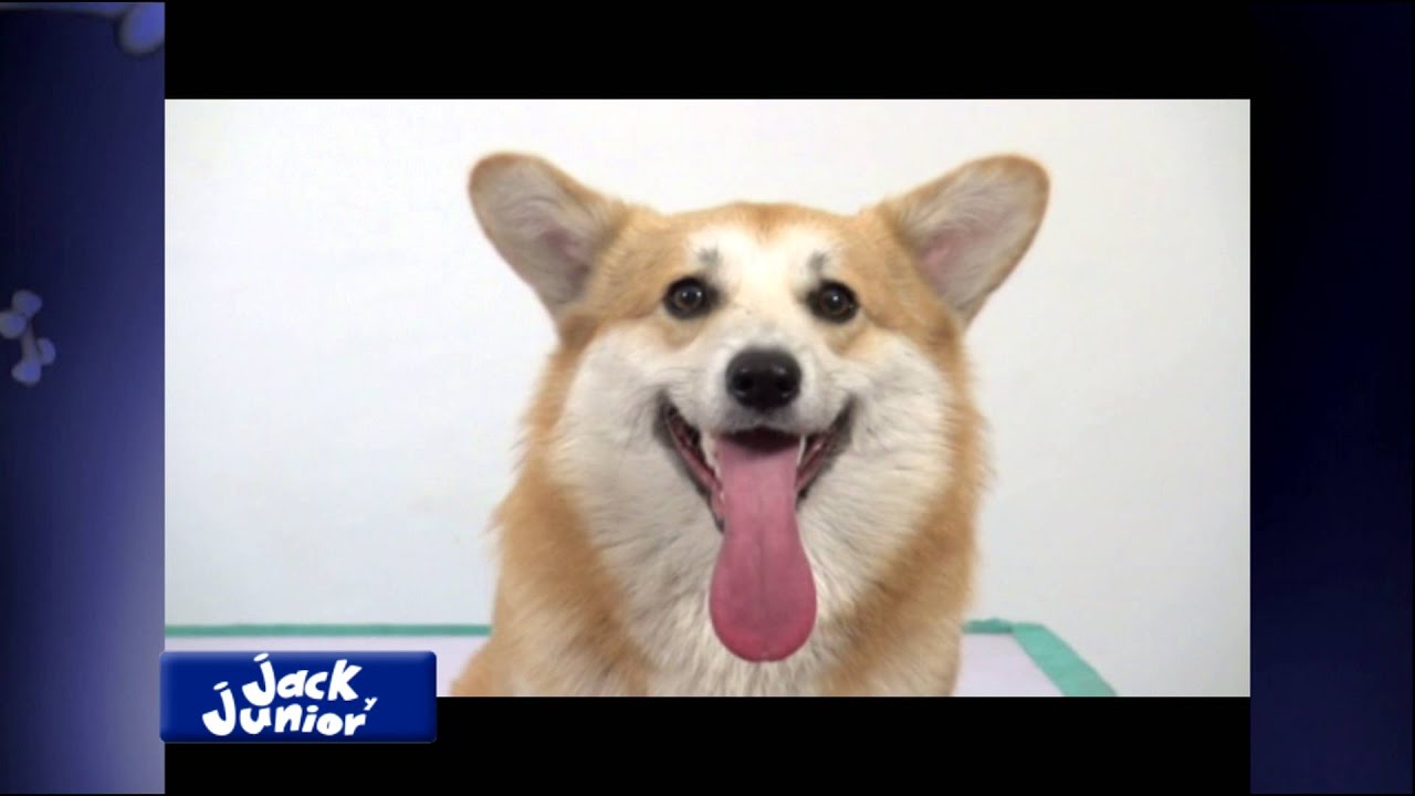 Welsh corgi pembroke