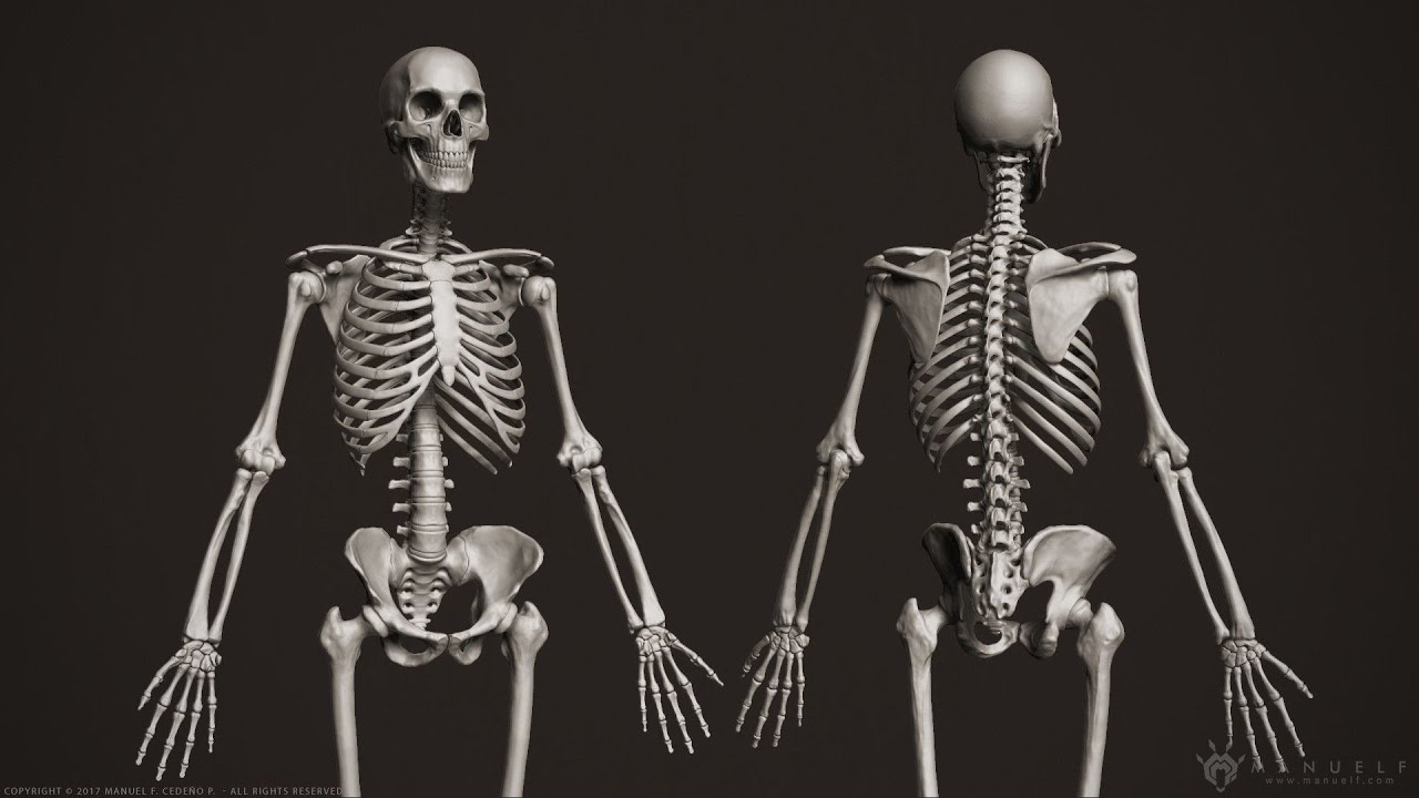 Human Osteology (Axial and Appendicular Skeleton)