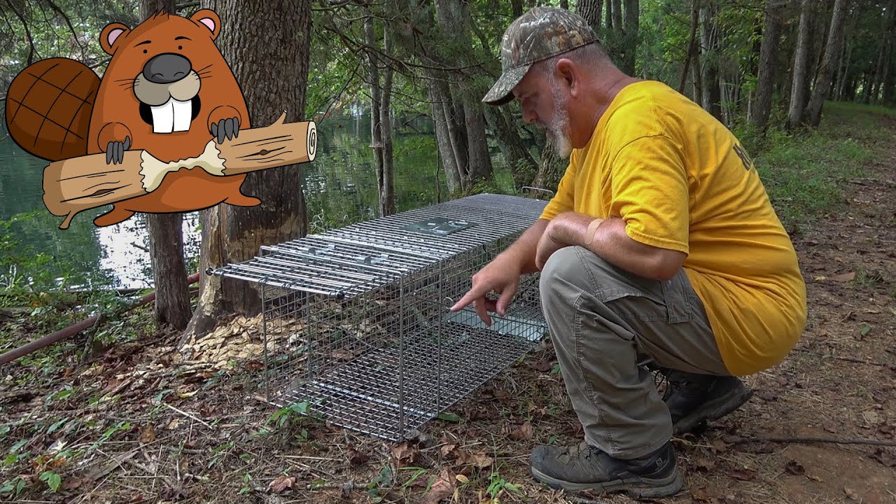 Setting Beaver Traps on the Farm