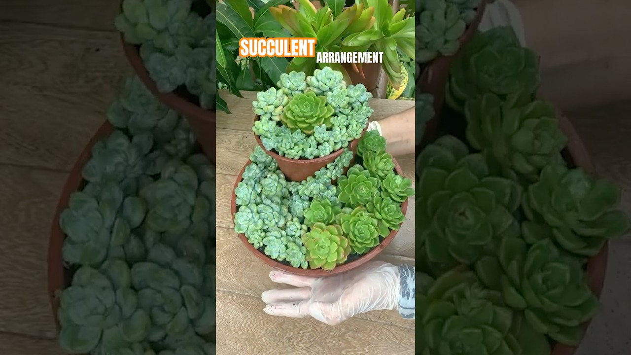 How to Make a Succulent Arrangement from Old Plastic Pot? #shorts #plants #succulents