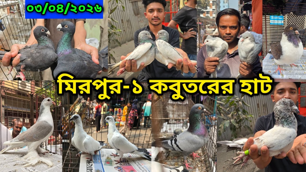 ০৩/০৪/২০২৬ মিরপুর-১ কবুতর হাট || মিরপুর-১ কবুতরের হাট ২০২৬ || Mirpur-1 Pigeon Market || কবুতর বাজার