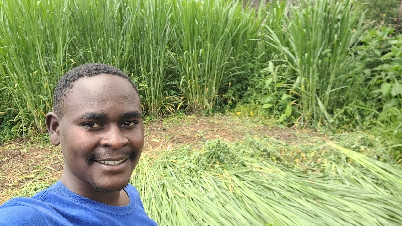 Farmers Are Rushing to Grow These 7 Fodder Crops for Cattle To Boost Milk Production – Find Out Why!