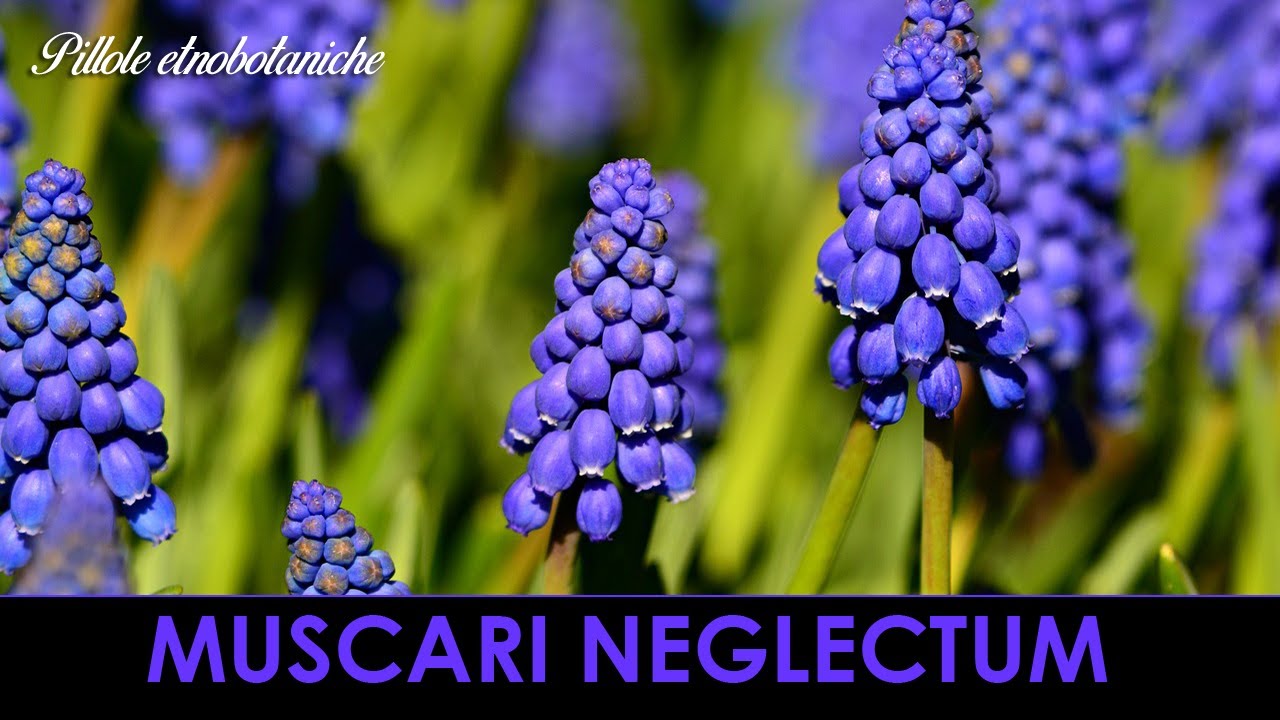 PILLOLE ETNOBOTANICHE - Muscari neglectum
