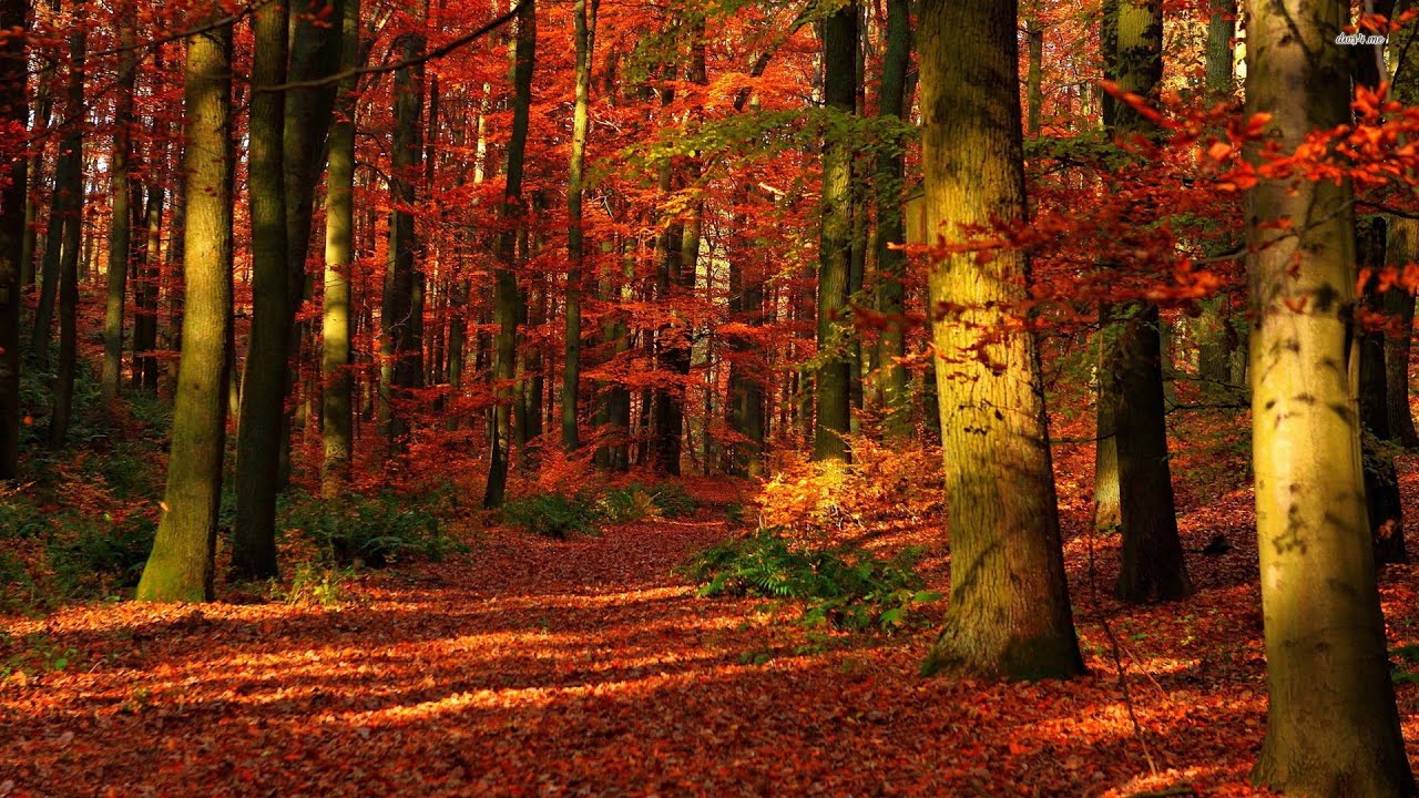 MFLEX SOUNDS - The secret of the forest /Dreamwave & Fantasy/