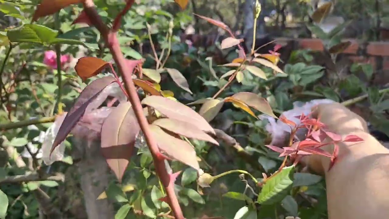 Hoa hồng cổ dễ trồng