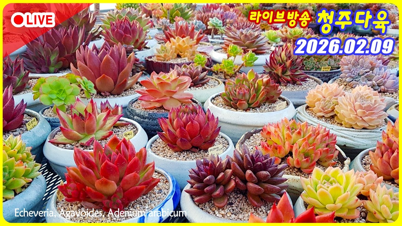 다육이 라이브 방송 청주다육 입니다. 반갑습니다.    #다육 #succulent #plants #다육이라방 #livestream #korean #다육이라이브