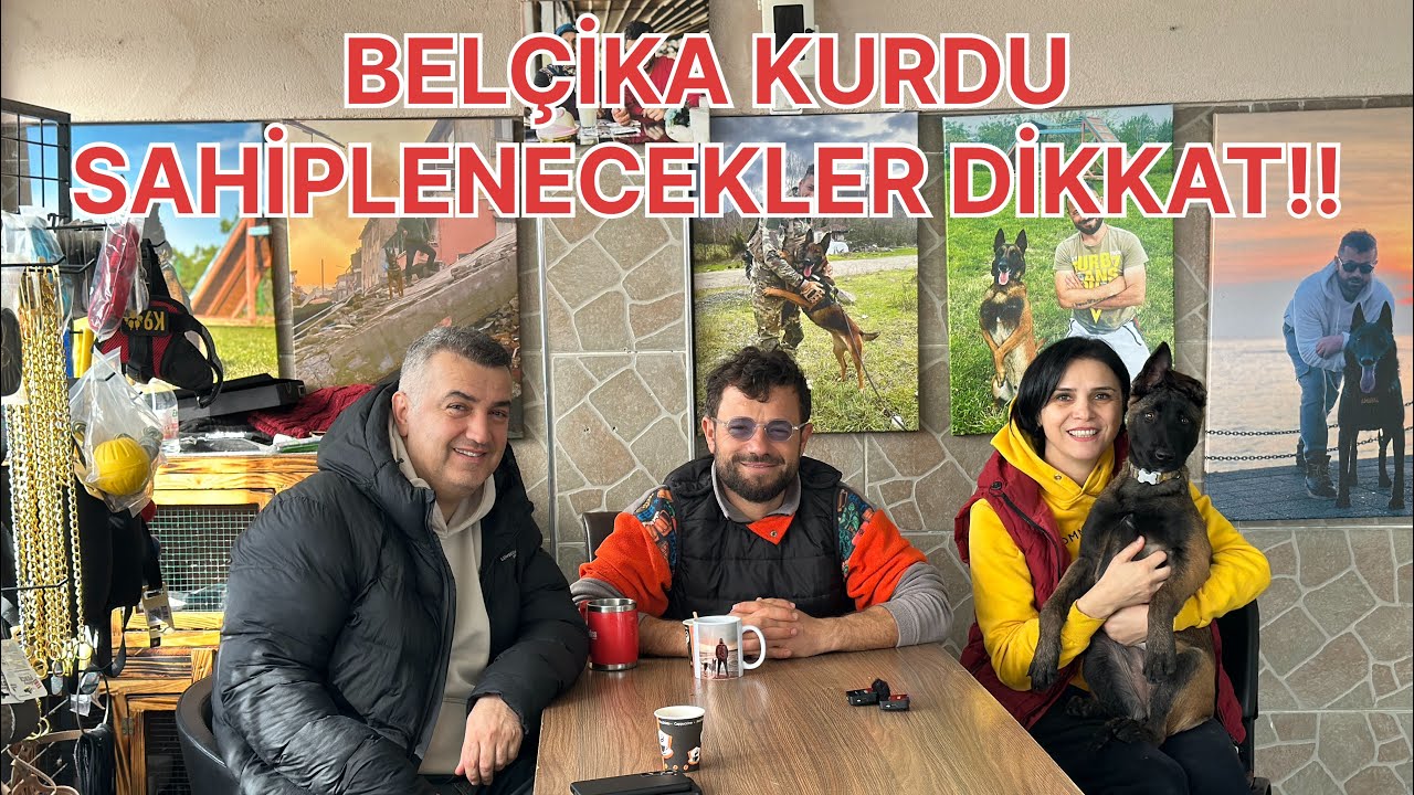 ANNE TERBİYESİ ALMIŞ BELÇİKA KURDU :) #eyüpdoğan #belçikakurdu #belgianmalinois #eydog #köpekeğitim