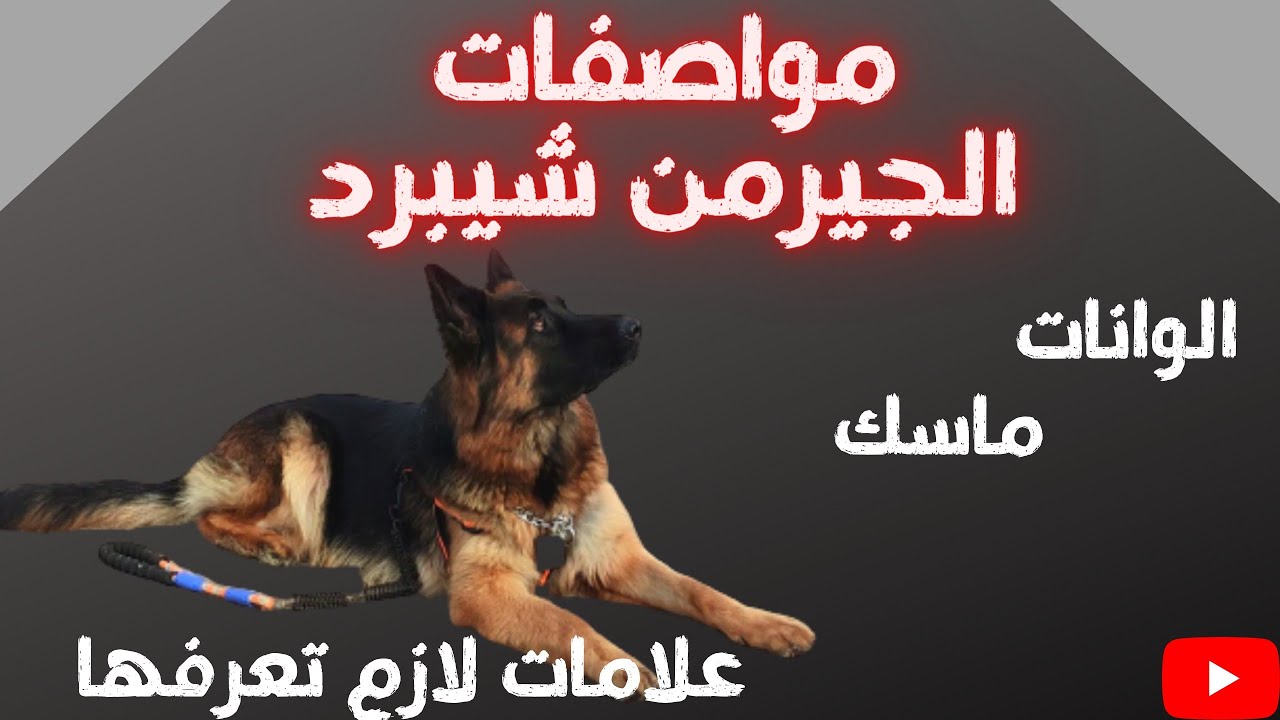 مواصفات الجيرمن شيبرد البيور وازاي تشتري كلبك مع شريف شحاته