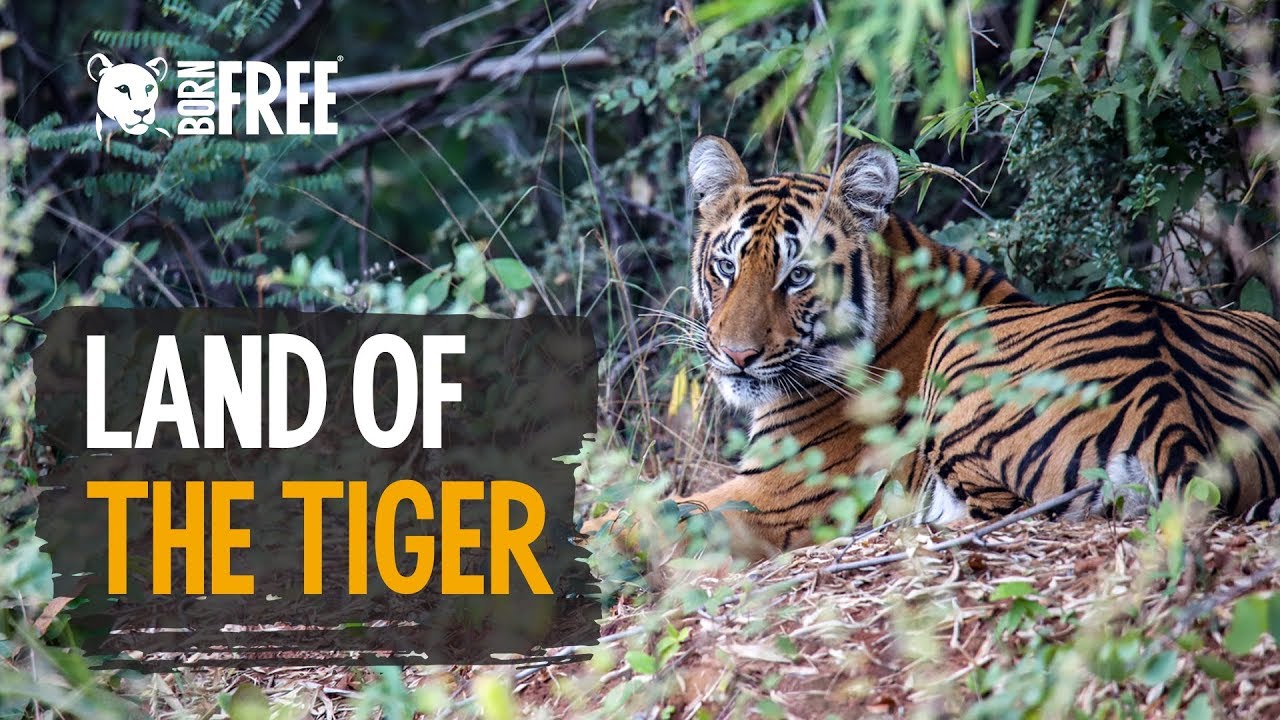 Land of the Tiger