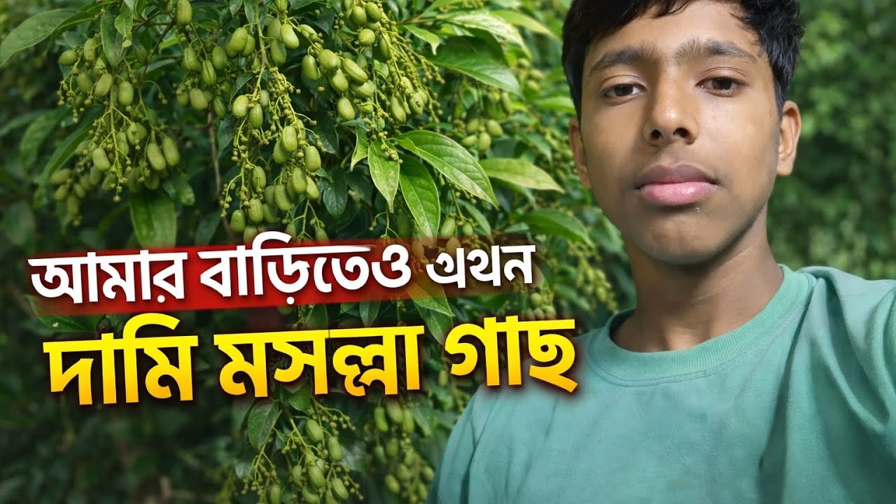 আমার বাড়িতে এখন দামি মসলা গাছ 🎋