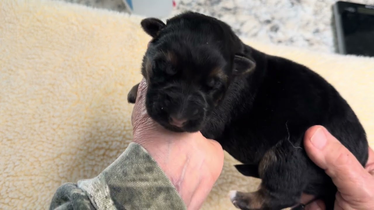 Zara x Adolf Male #5 Day 4 @VomHundhaus 