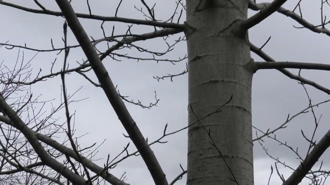 Topola - Populus w fitoterapii i recepturze, dr Henryk R&oacute;żański