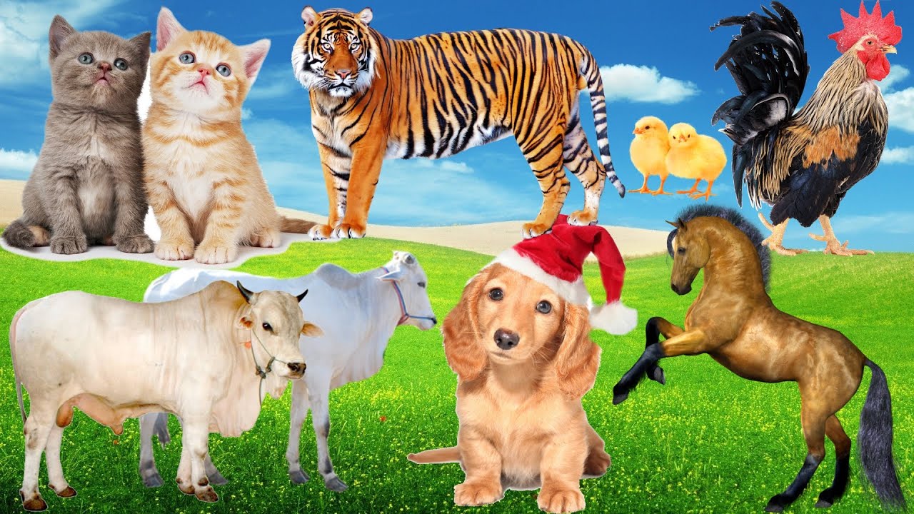 Коллекция милых животных: собака, кошка, лошадь, цыпленок, тигр, корова... Моменты с животными