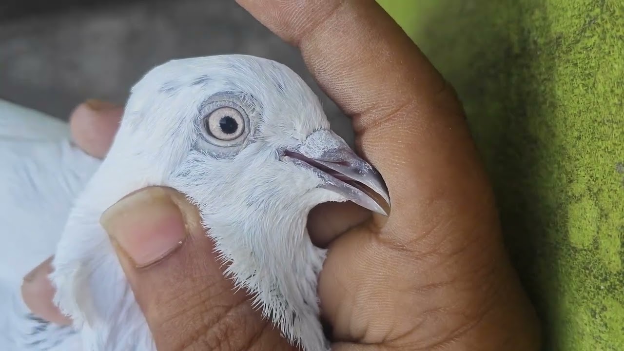আমার পছন্দের একজোড়া খুলনা লোকাল নাকানো কবুতর দেখালাম 