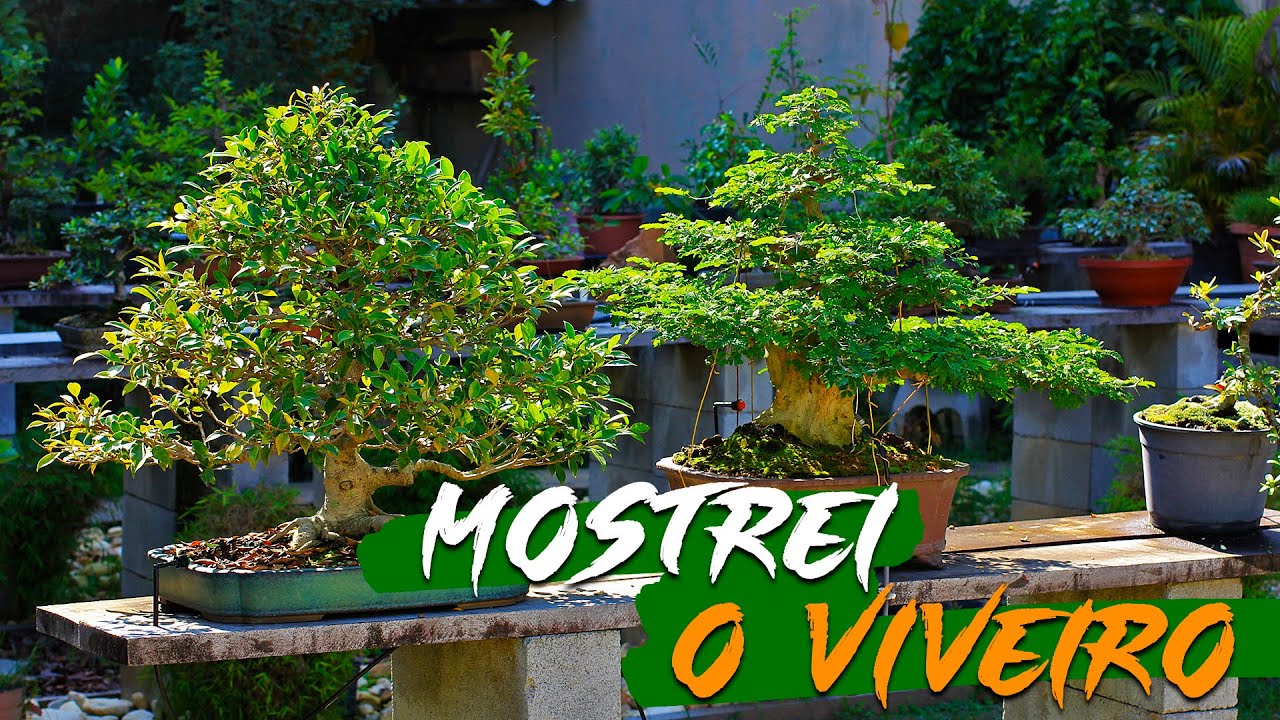 Finalmente vou mostrar meu viveiro de Bonsai!