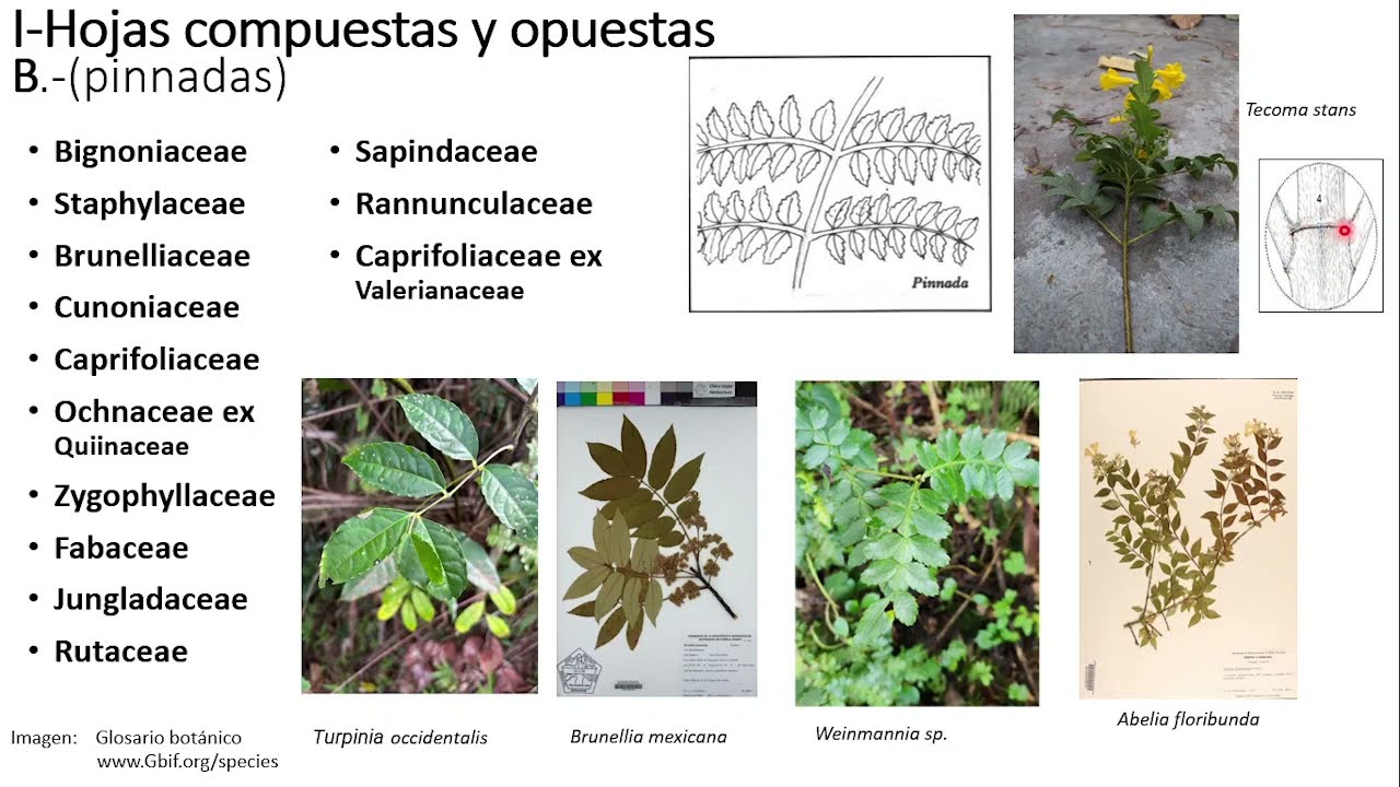 Características morfológicas (hojas compuestas) de familias botánicas.
