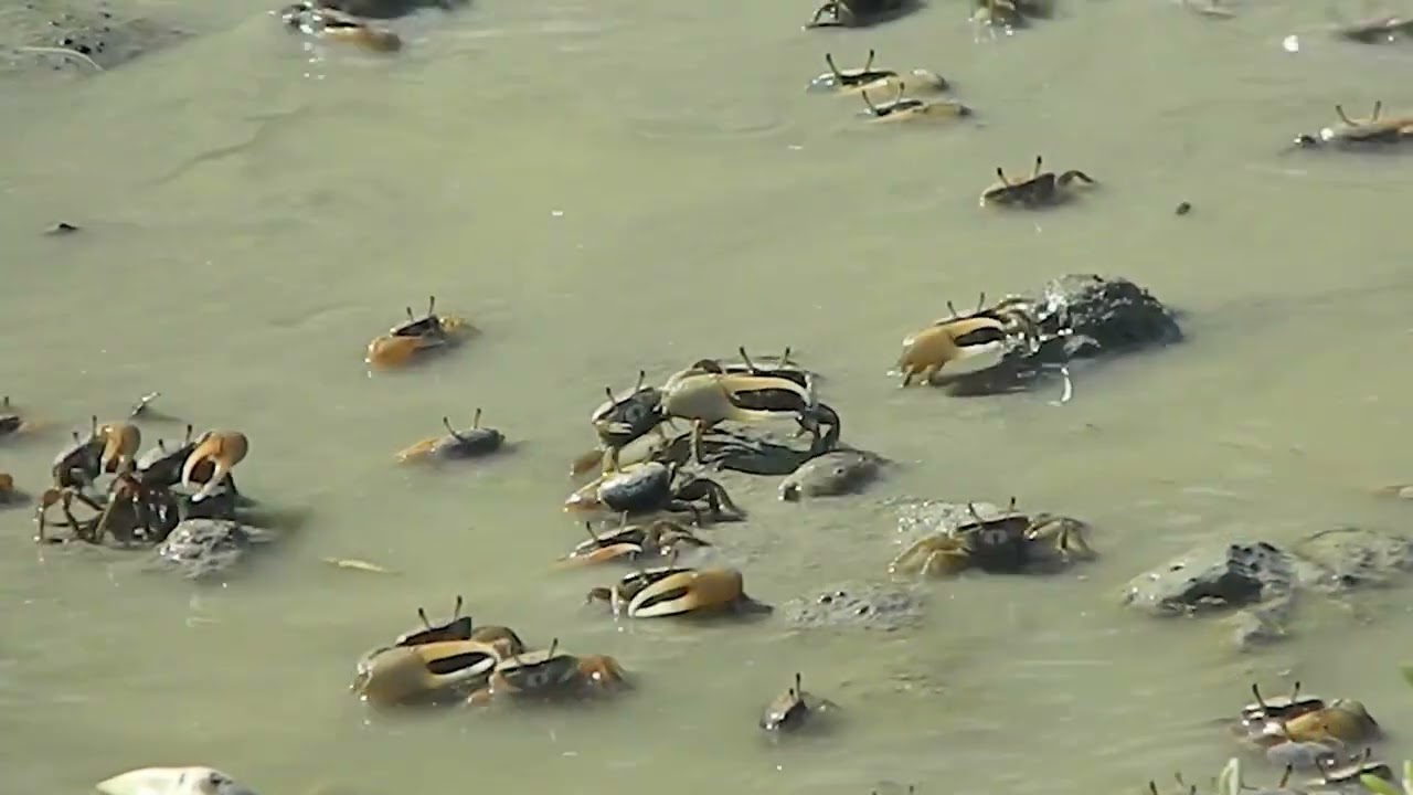 Sistema de Humedales de Holguín: ecosistemas vitales