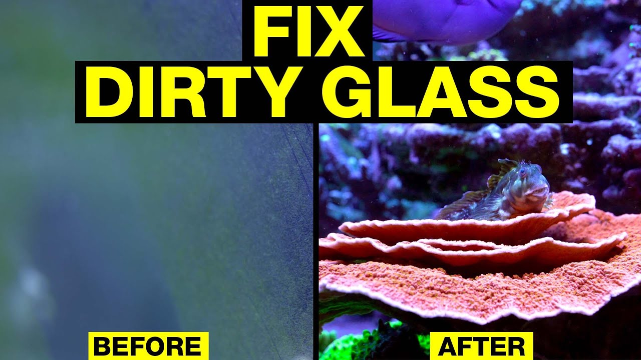 Top 10 Solutions for Dirty Saltwater Aquarium Glass.