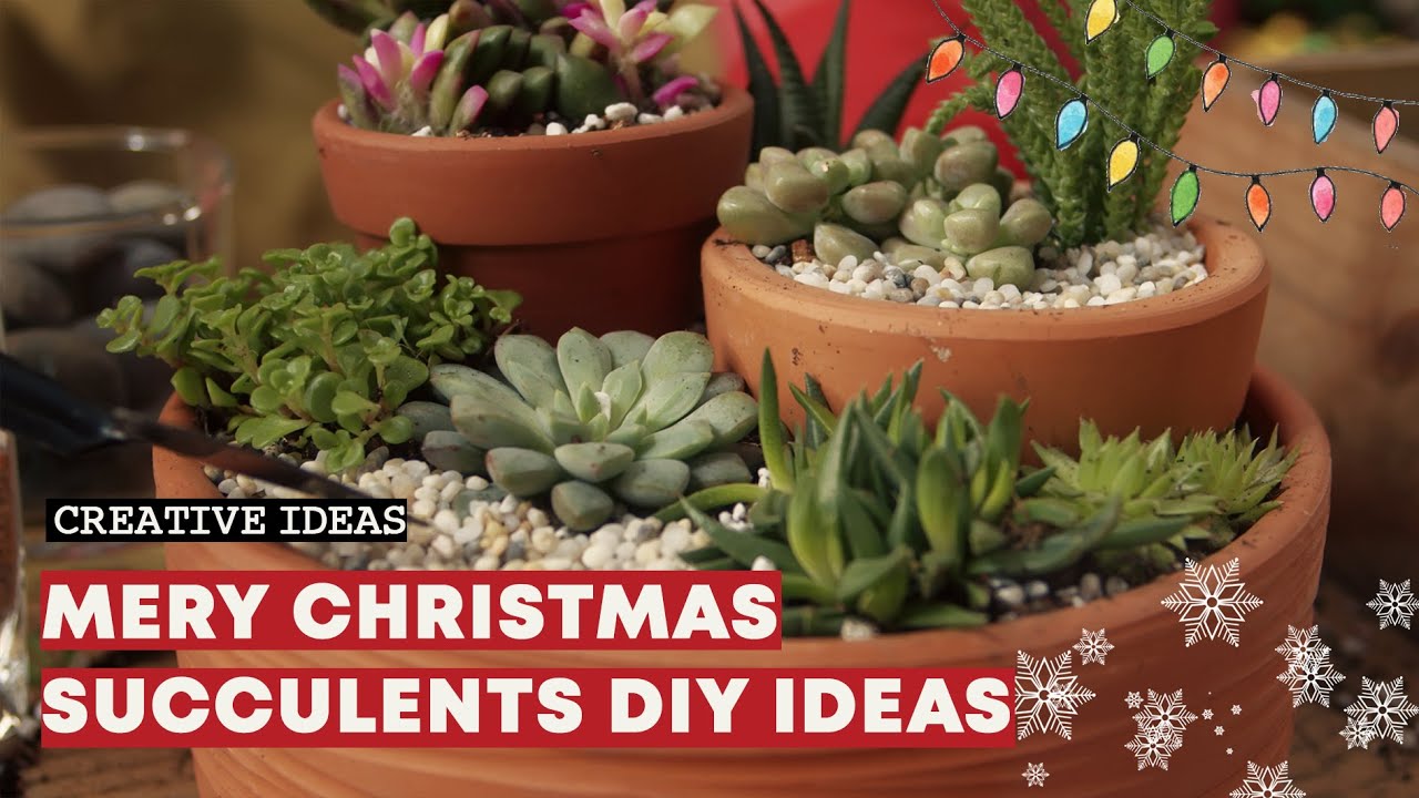 Succulents Arrangement | Get creative for Christmas
