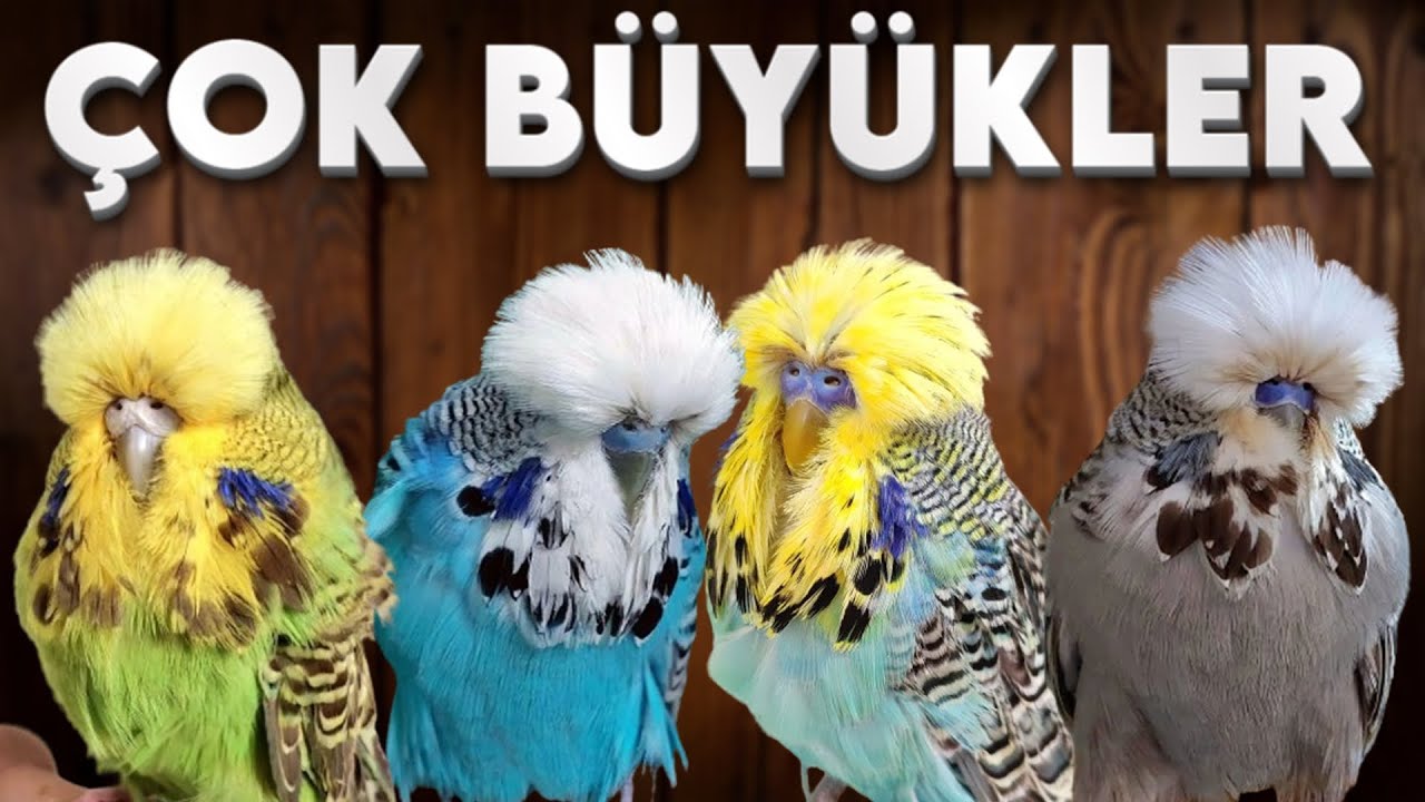 ÜST VASIF SHOW JUMBO MUHABBET KUŞLARI