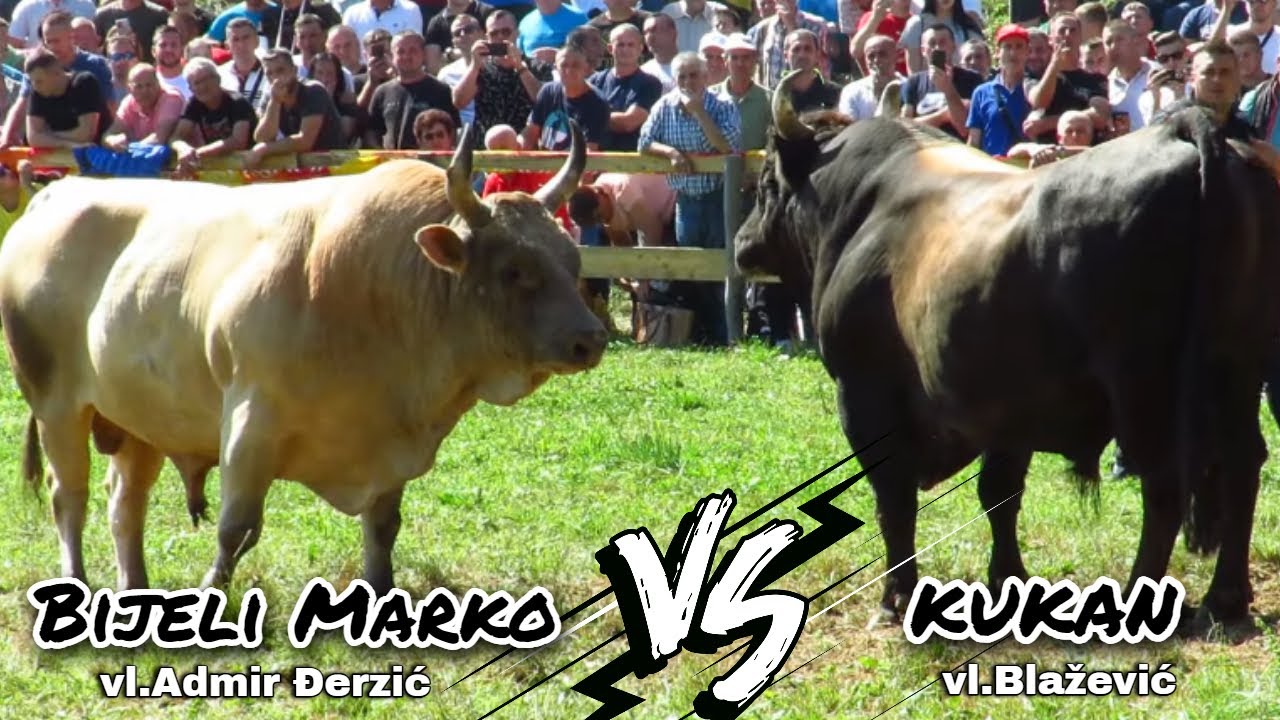 BIJELI MARKO VS KUKAN GODUŠA 2023