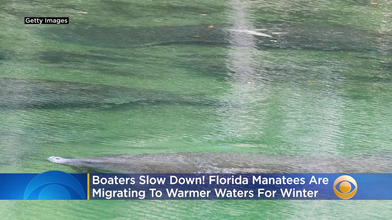 Boaters Slow Down! Florida Manatee Season Has Arrived
