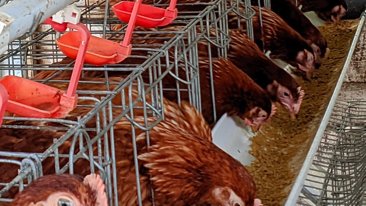 sharing bareng tentang ayam petelur
