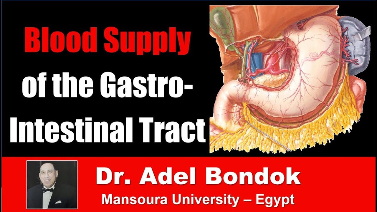 Blood Supply of the Gastrointestinal Tract, Dr Adel Bondok