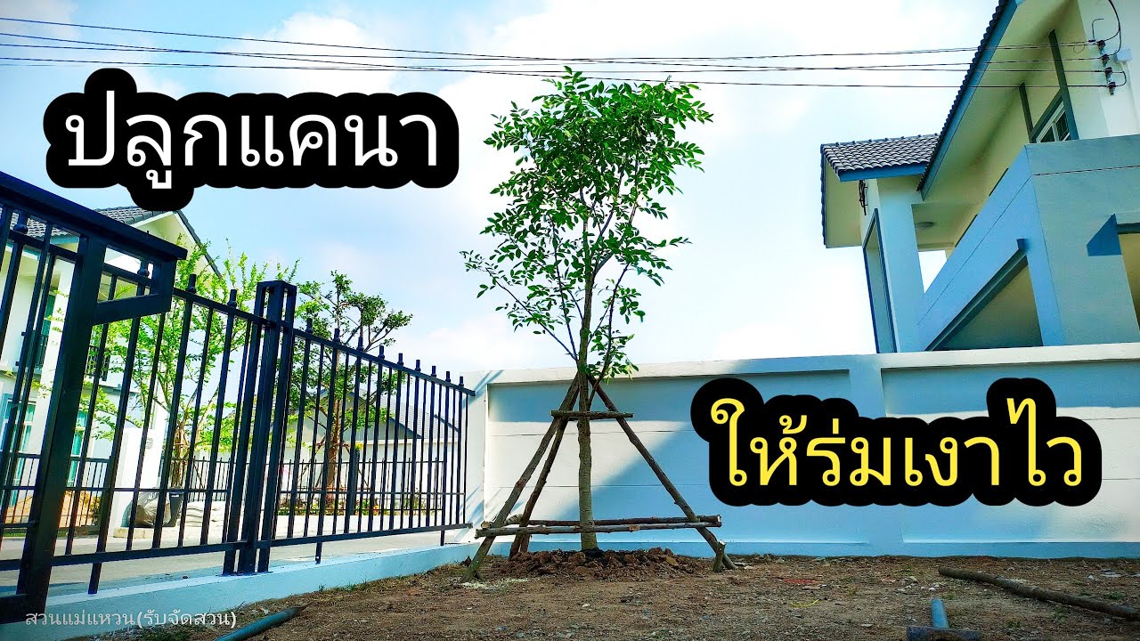 ต้นแคนา ไม้ขายดี ปลูกง่าย ให้ร่มเงาไว