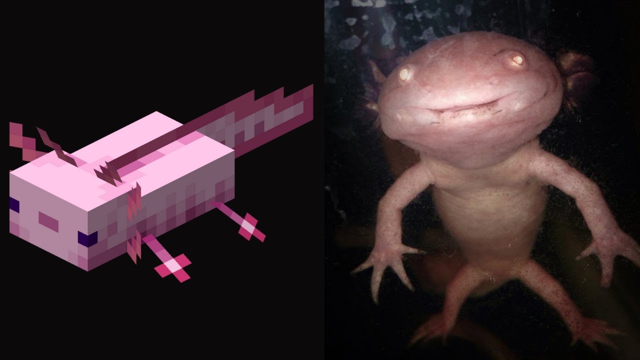 Minecraft Passive Mobs As Cursed Images (EXTRA CURSED)