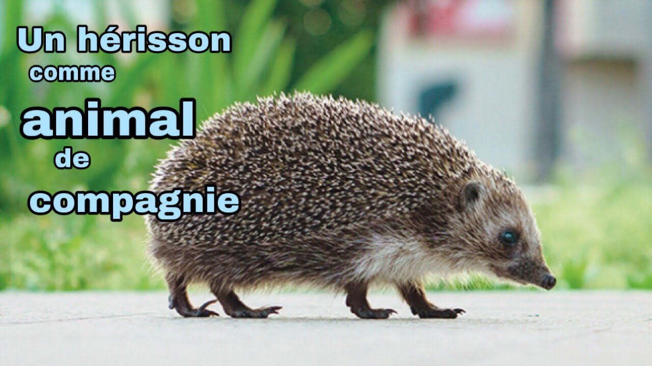 Un hérisson comme animal de compagnie c’est possible !