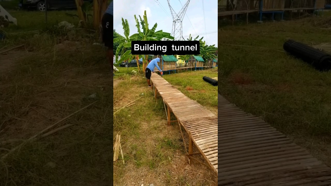 Building Beautiful Tunnel Home For Chickens  #chicken #agriculture #farming